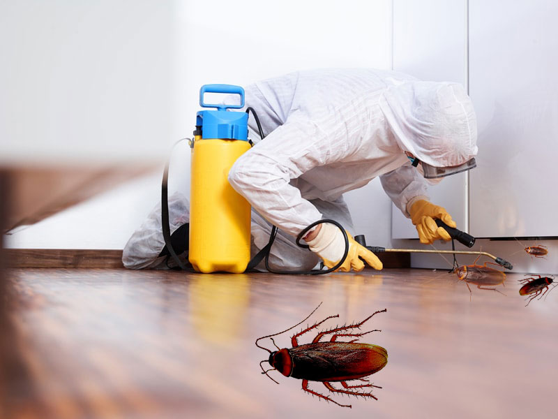 Recommended Pest Service